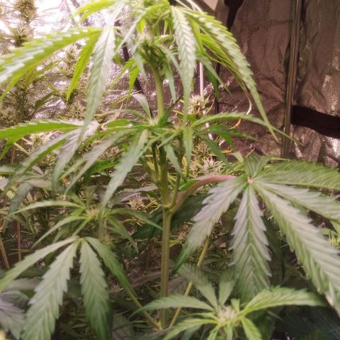 AK 420 growlog timeline photo