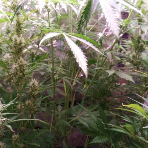 AK 420 growlog timeline photo