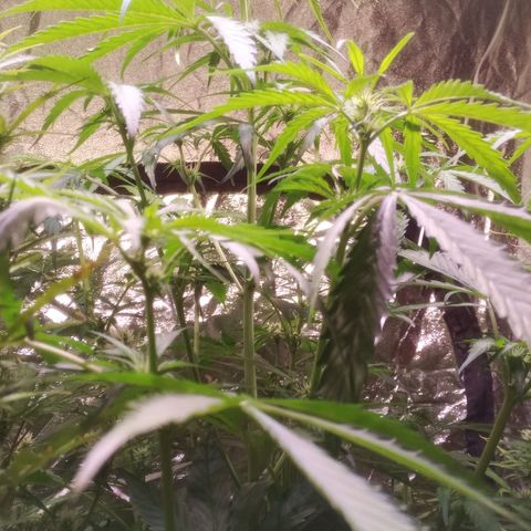 AK 420 growlog timeline photo