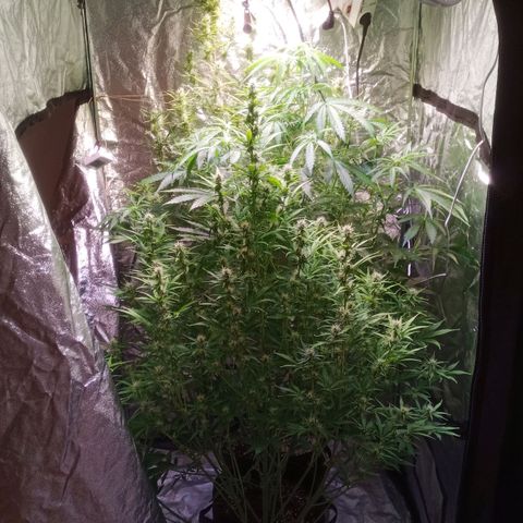 Gelato Auto #1 growlog timeline photo