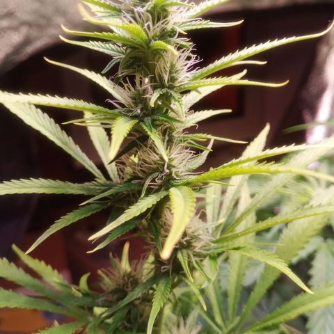 Gelato Auto #1 growlog timeline photo