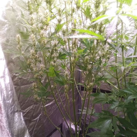 Gelato Auto #2 growlog timeline photo