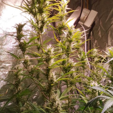 Gelato Auto #2 growlog timeline photo