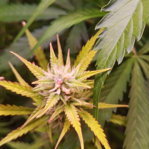 Gelato Auto #2 growlog timeline photo