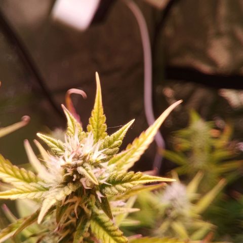 Gelato Auto #2 growlog timeline photo