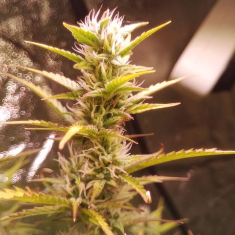 Gelato Auto #2 growlog timeline photo