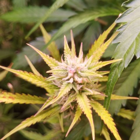 Gelato Auto #2 growlog timeline photo