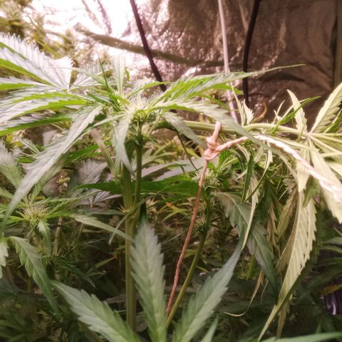 AK 420 growlog timeline photo