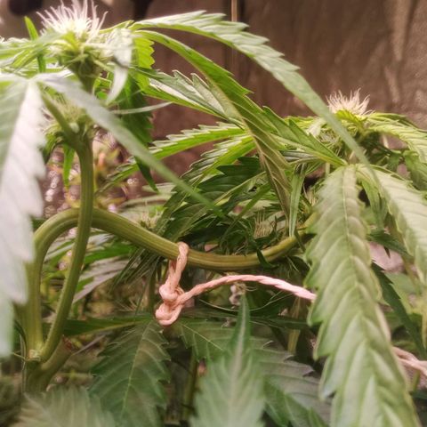AK 420 growlog timeline photo