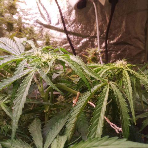 AK 420 growlog timeline photo