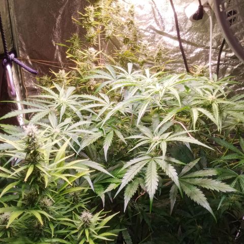 AK 420 growlog timeline photo