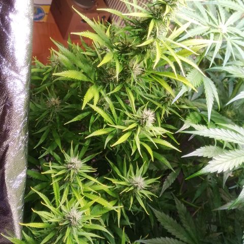 Gelato Auto #1 growlog timeline photo