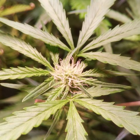 AK 420 growlog timeline photo