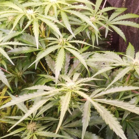 AK 420 growlog timeline photo