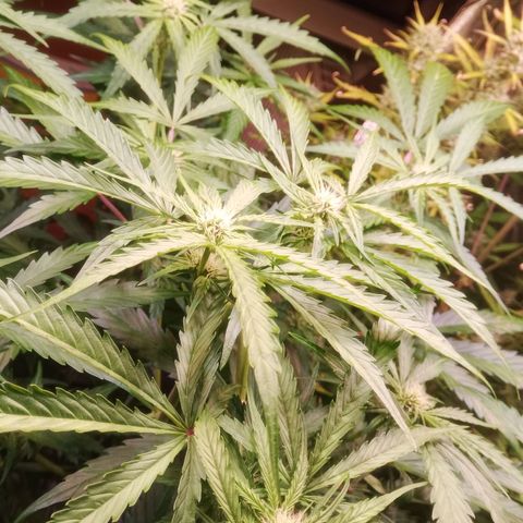 AK 420 growlog timeline photo