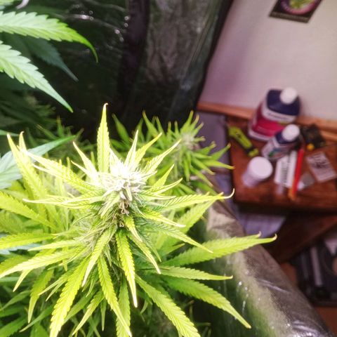 Gelato Auto #1 growlog timeline photo