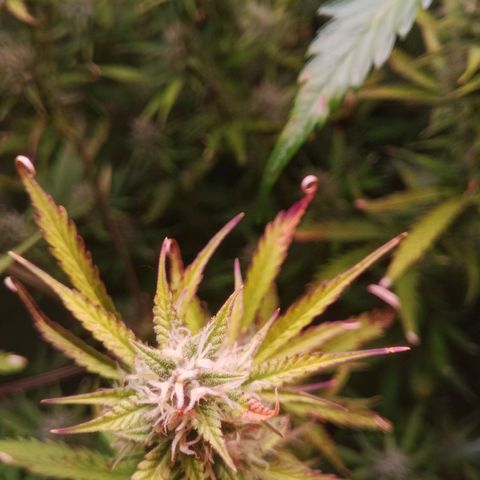 Gelato Auto #2 growlog timeline photo