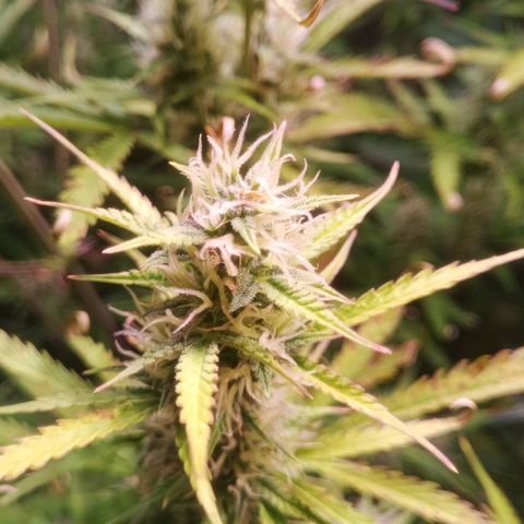 Gelato Auto #2 growlog timeline photo