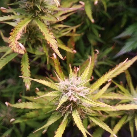 Gelato Auto #2 growlog timeline photo
