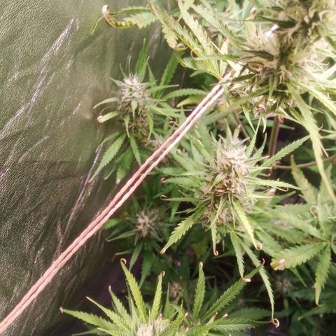 Gelato Auto #2 growlog timeline photo