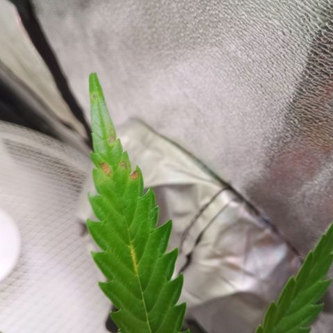 AK 420 growlog photo: Die KI sagt Kalium und Phosphor Mangel