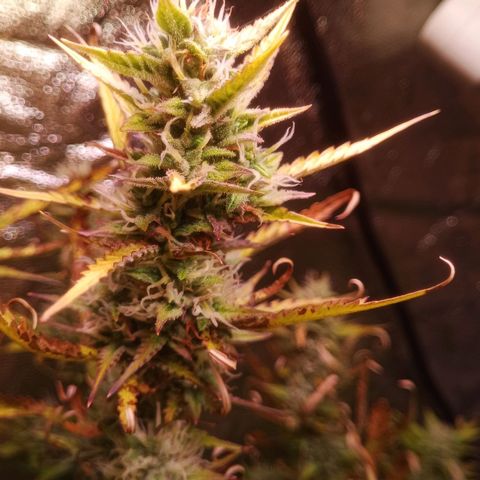 Gelato Auto #2 growlog timeline photo