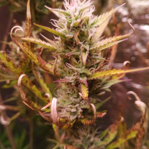 Gelato Auto #2 growlog timeline photo