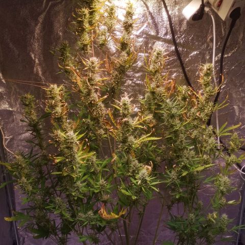 Gelato Auto #2 growlog timeline photo