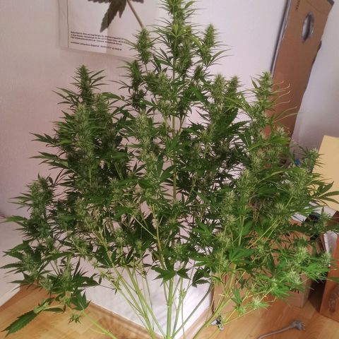 Gelato Auto #1 growlog timeline photo