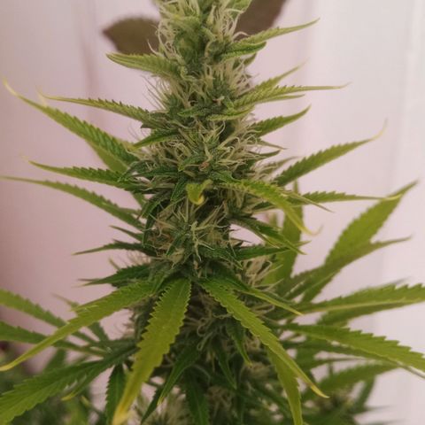 Gelato Auto #1 growlog timeline photo
