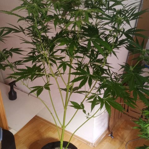 AK 420 growlog timeline photo