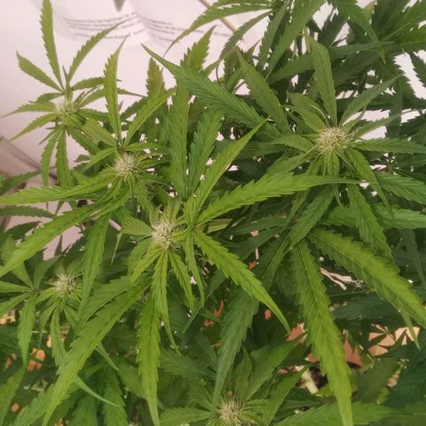 AK 420 growlog timeline photo