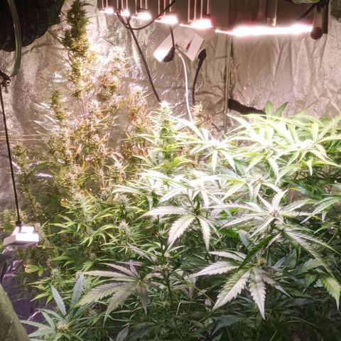 AK 420 growlog timeline photo