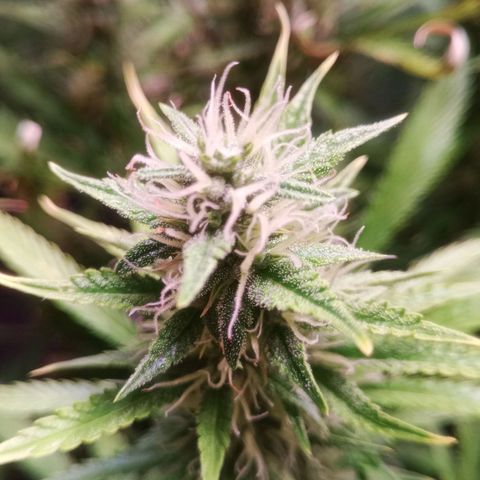Gelato Auto #1 growlog timeline photo