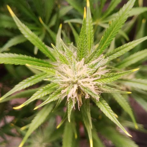 Gelato Auto #1 growlog timeline photo