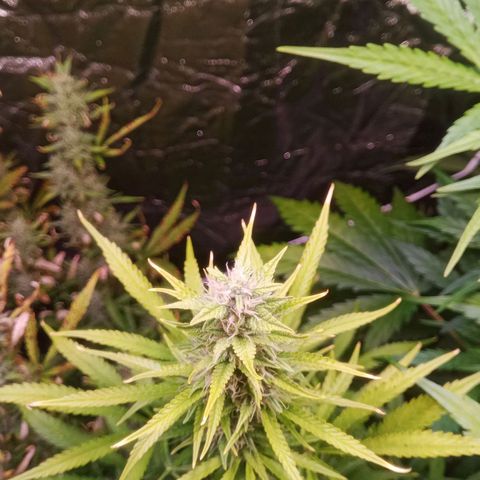 Gelato Auto #1 growlog timeline photo