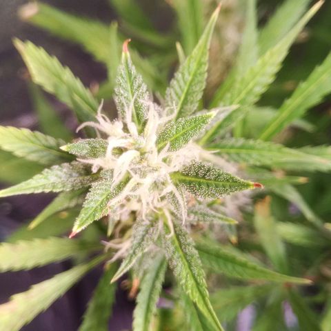 Gelato Auto #2 growlog timeline photo