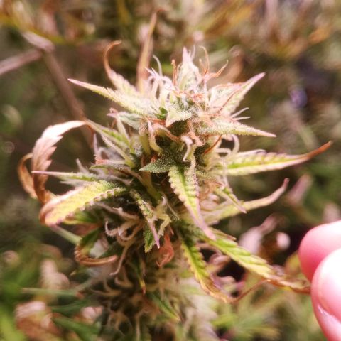 Gelato Auto #2 growlog timeline photo