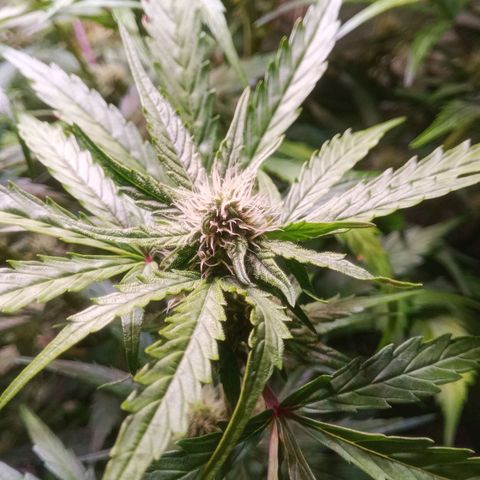AK 420 growlog timeline photo
