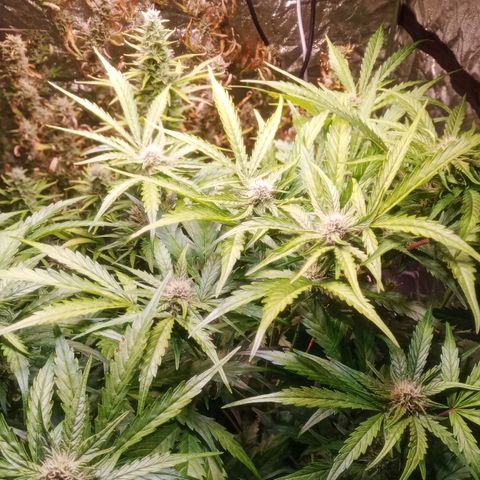AK 420 growlog timeline photo