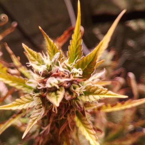 Gelato Auto #2 growlog timeline photo