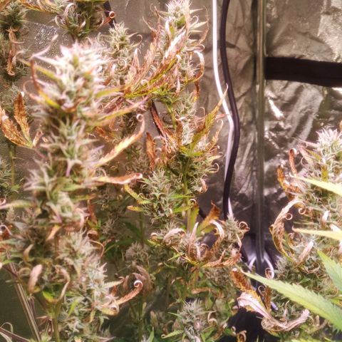 Gelato Auto #2 growlog timeline photo