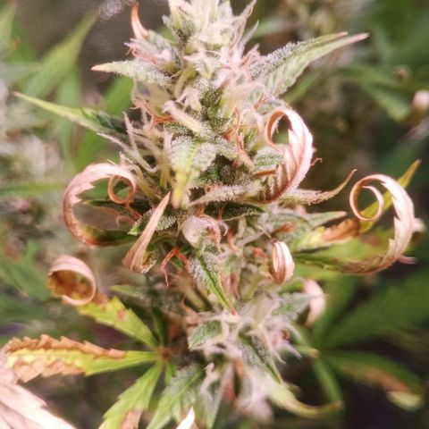 Gelato Auto #2 growlog timeline photo