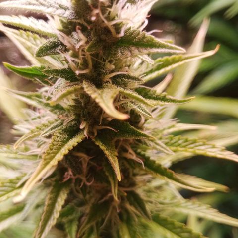 Gelato Auto #1 growlog timeline photo