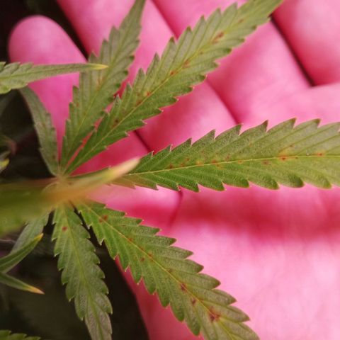 Gelato Auto #1 growlog timeline photo