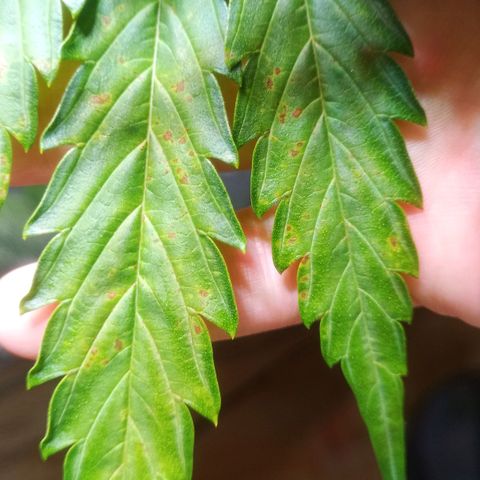AK 420 growlog timeline photo