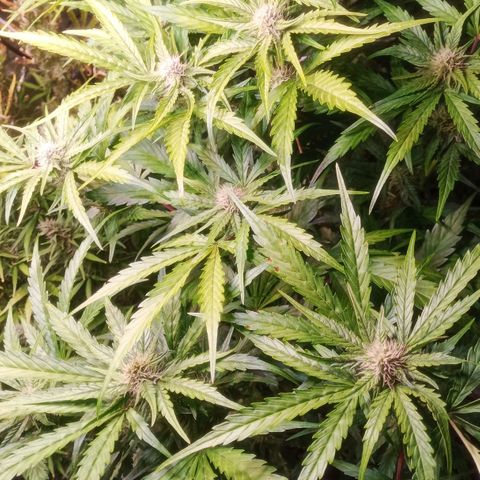 AK 420 growlog timeline photo