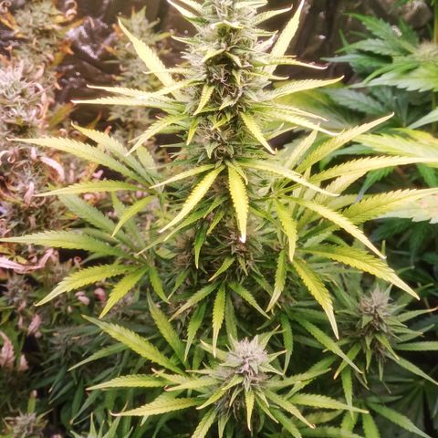 Gelato Auto #1 growlog timeline photo
