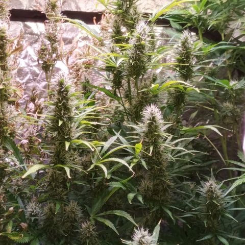 Gelato Auto #1 growlog timeline photo