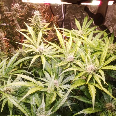 AK 420 growlog timeline photo